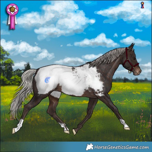 Horse Color:Silver Brown Appaloosa 