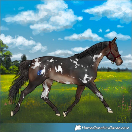Horse Color:White Spotted Brown