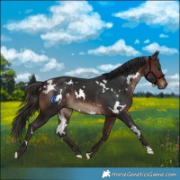 Horse Color:White Spotted Brown