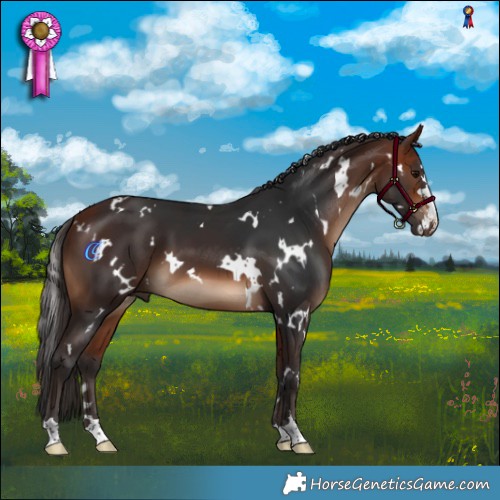 Horse Color:White Spotted Bay 