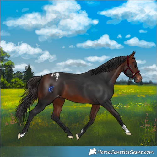 Horse Color:Bay Appaloosa 
