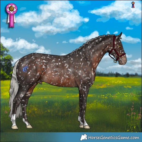 Horse Color:Silver Brown Appaloosa Rabicano