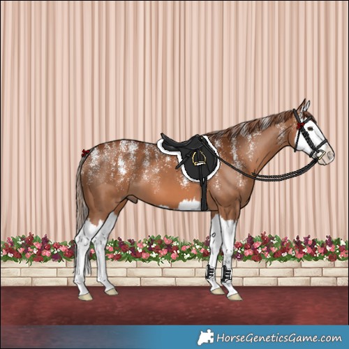 Horse Color:Powder White Chestnut Splash 