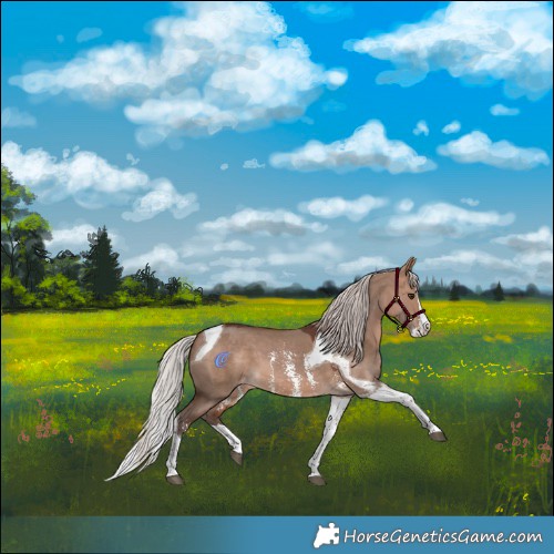 Horse Color:Silver Brown Dun Sabino Splash Tobiano Appaloosa 