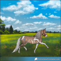Horse Color:Silver Brown Dun Sabino Splash Tobiano Appaloosa 