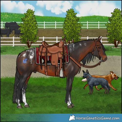 Horse Color:Powder White Bay 