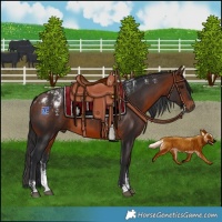 Horse Color:Powder White Bay