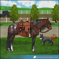 Horse Color:Powder White Bay 