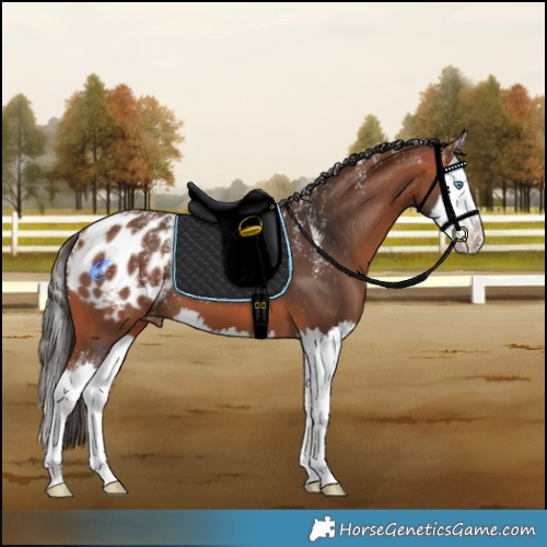 Horse Color:Powder White Bay Splash Appaloosa
