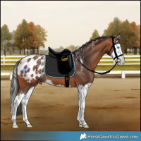 Horse Color:Powder White Bay Splash Appaloosa