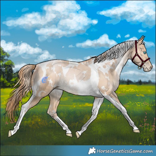 Horse Color:White Spotted Buckskin Snowdrop Tobiano Rabicano