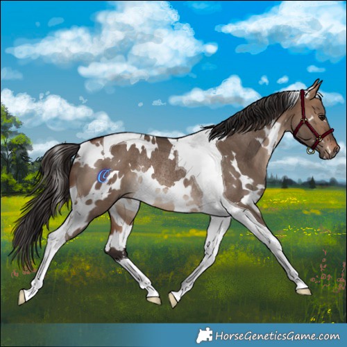 Horse Color:White Spotted Bay Dun Tobiano Rabicano 