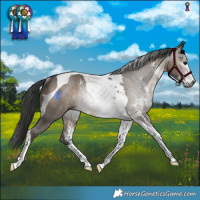 Horse Color:Gray Brown Dun Sabino Tobiano Rabicano