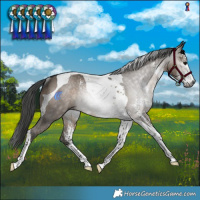 Horse Color:Gray Brown Dun Sabino Tobiano Rabicano 
