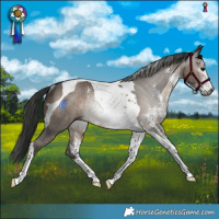 Horse Color:Gray Brown Dun Sabino Tobiano Rabicano 