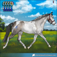 Horse Color:Gray Brown Dun Sabino Tobiano Rabicano 