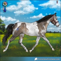 Horse Color:Gray Brown Dun Sabino Tobiano Rabicano 