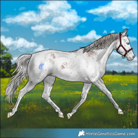 Horse Color:Silver Black Sabino Splash Tobiano Appaloosa 