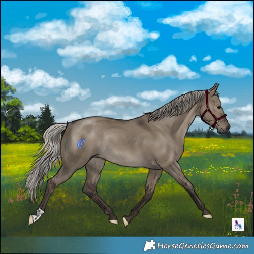 Horse Color:Gray Silver Grullo Rabicano 