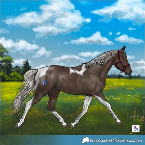 Horse Color:Gray Silver Black Mushroom Tobiano Rabicano
