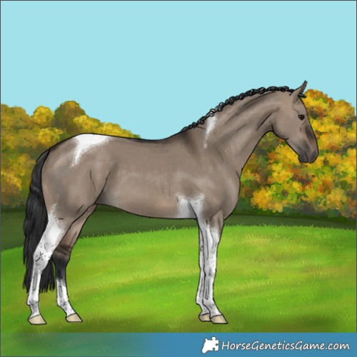 Horse Color:Brown Dun Tobiano