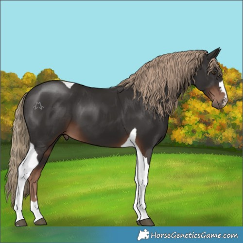 Horse Color:Liver Chestnut Tobiano