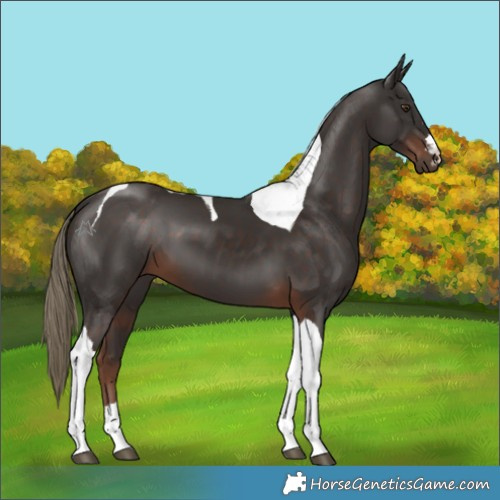 Horse Color:Liver Chestnut Tobiano