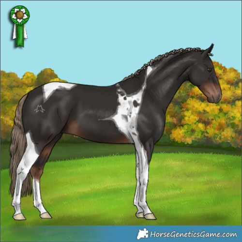 Horse Color:Liver Chestnut Tobiano