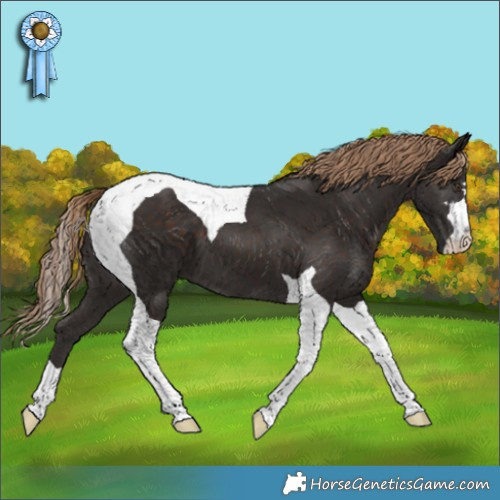 Horse Color:Liver Chestnut Tobiano