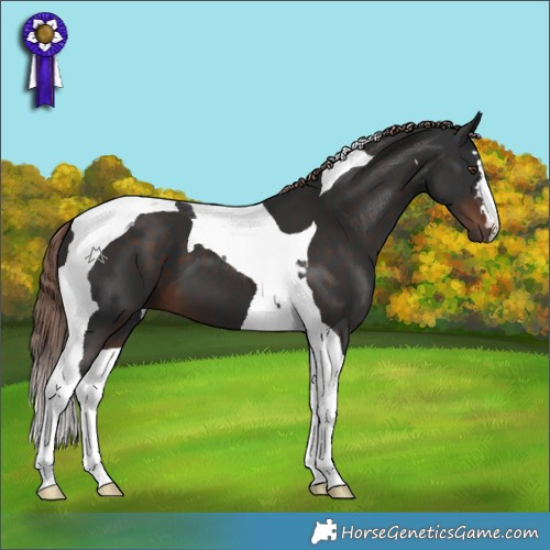 Horse Color:Liver Chestnut Tobiano