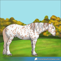 Horse Color:Gold Champagne Leopard Rabicano 