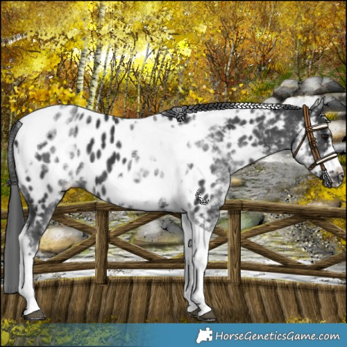 Horse Color:White Spotted Black Splash Tobiano Frame Near Leopard 
