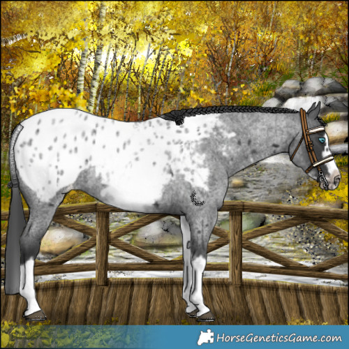 Horse Color:White Spotted Blue Roan Splash Frame Appaloosa