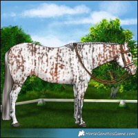 Horse Color:Bay Varnish and White Spotted Bay Varnish