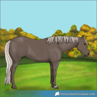 Horse Color:Silver Black 