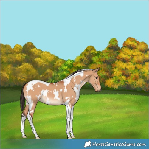Horse Color:White Spotted Bay Dun Tobiano 