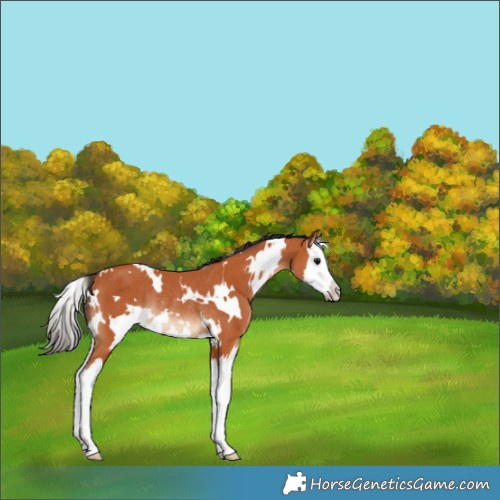 Horse Color:White Spotted Bay Splash Rabicano 