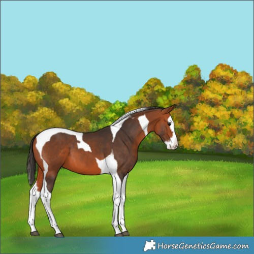 Horse Color:Bay Splash Tobiano
