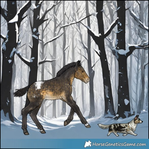 Horse Color:Buckskin Appaloosa Rabicano 