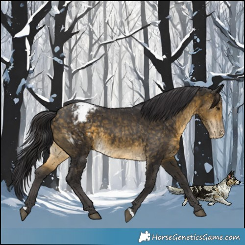 Horse Color:Buckskin Blanket Rabicano 