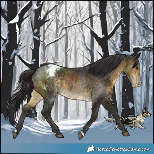 Horse Color:Buckskin Varnish Rabicano 