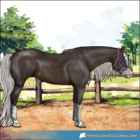 Horse Color:Silver Brown Splash 