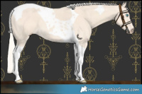 Horse Color:Cremello Tobiano 