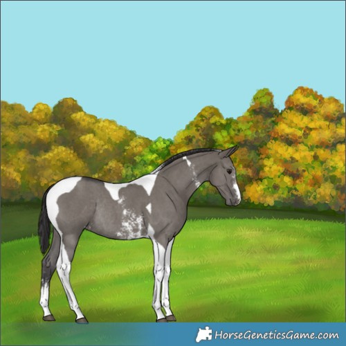 Horse Color:Smoky Grullo Sabino Tobiano Rabicano 