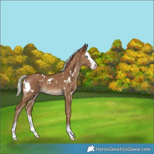 Horse Color:Gray White Spotted Silver Smoky Creme Splash 