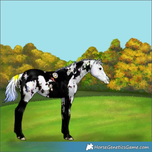 Horse Color:Nacre Watercolor White Spotted Grullo Ice Tobiano