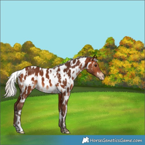 Horse Color:White Spotted Silver Brown Appaloosa
