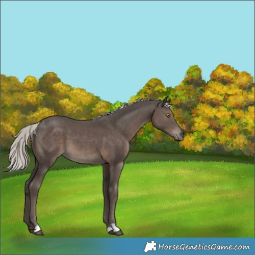 Horse Color:Silver Black 