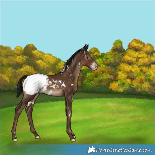 Horse Color:Gray White Spotted Classic Champagne Appaloosa 