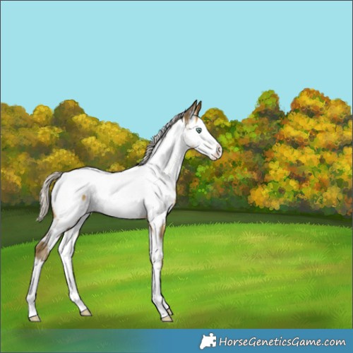 Horse Color:White Spotted Silver Sable Cream Champagne Splash Appaloosa